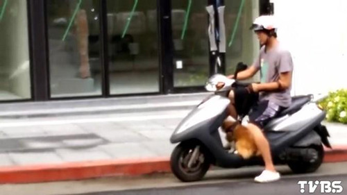 柯基犬跳車摩托車司機馬路“撿狗”翻車（圖）