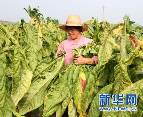 【網路媒體走轉改】河南泌陽：昔日“紅色沃土”  今日遍地“黃金”