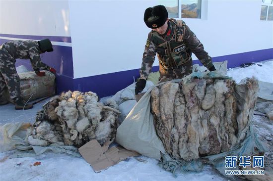 經清點，共查獲原狼6匹，狼皮148張、狼髀石255顆和大量野生動物內臟，估計涉案金額達人民幣100萬元以上。目前此案已移交公安機關進一步偵查。此案是塔克什肯邊防檢查站近20年來查獲的最大一起野生動物製品跨境走私案。新華社發