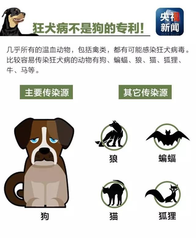 狂犬病致死率接近100%！了解這些知識讓你遠離它！