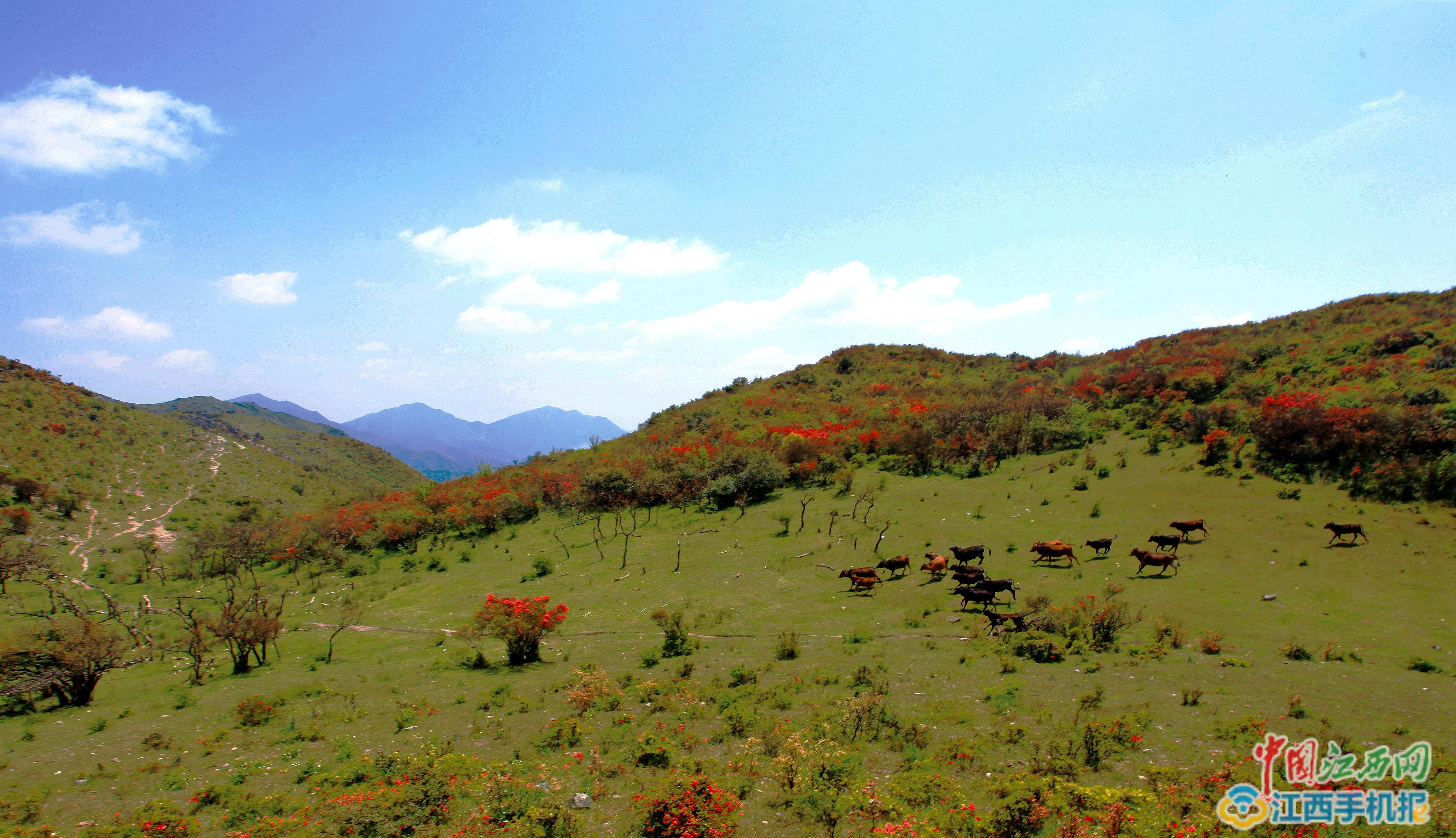 石城八卦腦漫山杜鵑花惹人醉