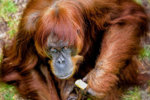 珀斯動物園猩猩迎60歲生日打破吉尼斯世界紀錄（圖）