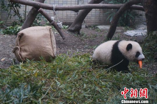 “圓仔”開放第三天臺北動物園披露有趣照片