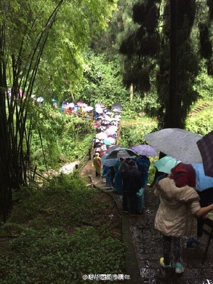 峨眉山景區樹斷傷人