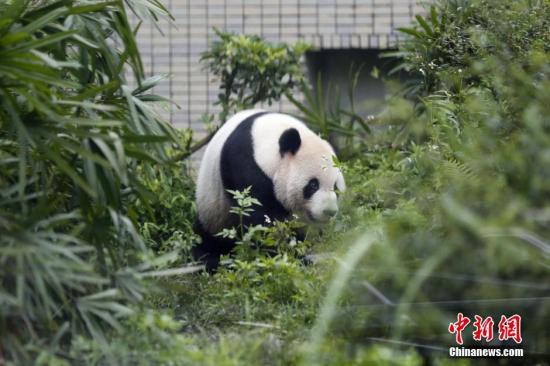 贈臺大熊貓團團現“鬼剃頭”？ 動物園：沒禿