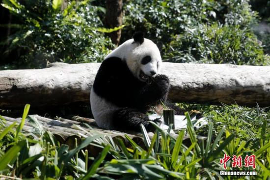 1月28日，臺北市立動物園內，“圓仔”享用冰凍的竹子。據臺灣氣象部門預報，臺北當天最高氣溫預計達27攝氏度。“圓仔”是大陸贈臺大熊貓“團團”“圓圓”的結晶，作為首只在臺出生的大熊貓，2013年7月6日誕生後，它的一舉一動備受外界關注。<a target='_blank' href='http://big5.chinataiwan.cn/gate/big5/www.chinanews.com/'><p  align=