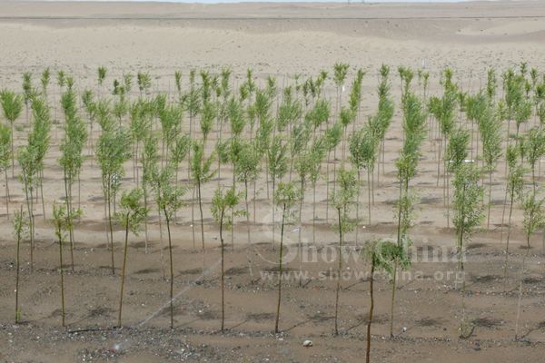 格爾木市防護林建設中的節水灌溉