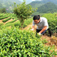 臺灣青年登陸閩西客家山鄉種茶遇真愛