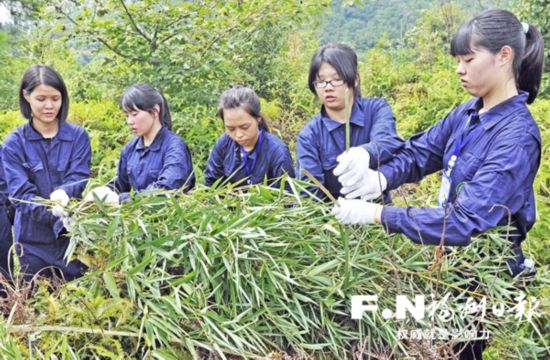 旗山砍竹清掃籠舍　臺青年化身大熊貓