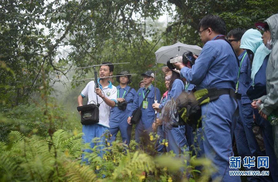 臺灣青年“探秘”大熊貓野化培訓基地