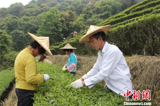 臺商登陸種茶“加減法”：加的是精細，少的是擔心