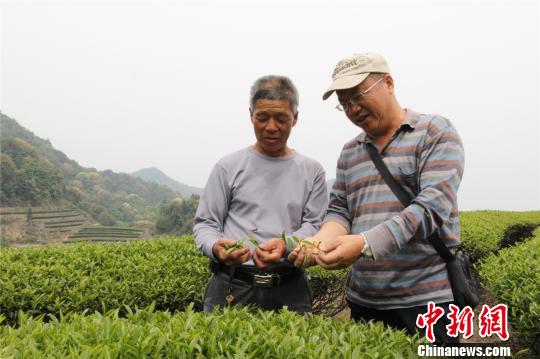 臺商登陸種茶“加減法”：加的是精細，少的是擔心