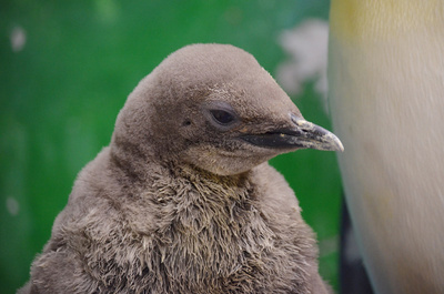 臺灣動物園企鵝寶寶“嘟胖”今亮相（圖）