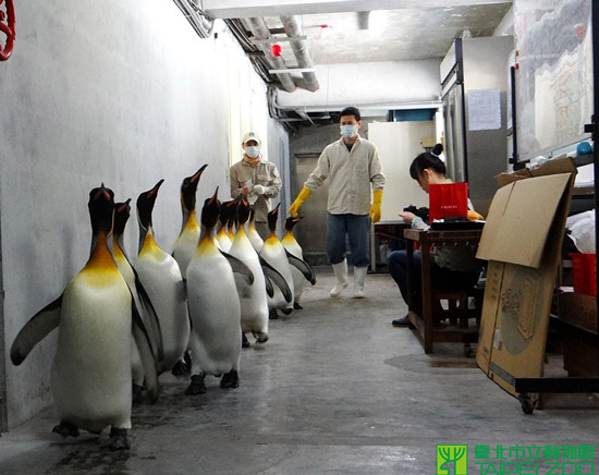 臺北動物園國王企鵝搬家 齊步排排走