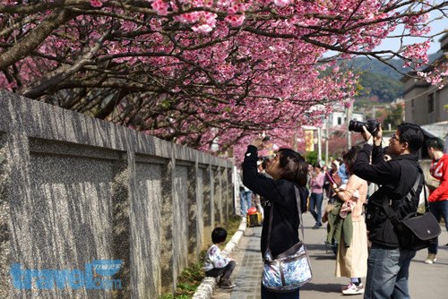 臺灣陽明山櫻花1月中旬將綻放揭開新年花季序幕