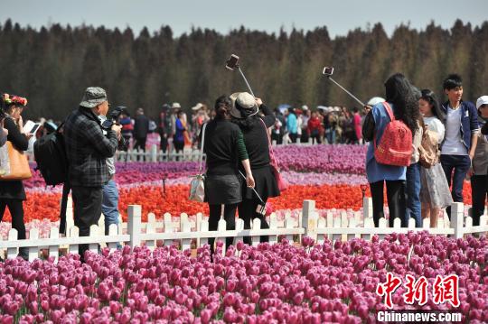 60萬株鬱金香昆明盛放萬名遊客花海自拍（圖）