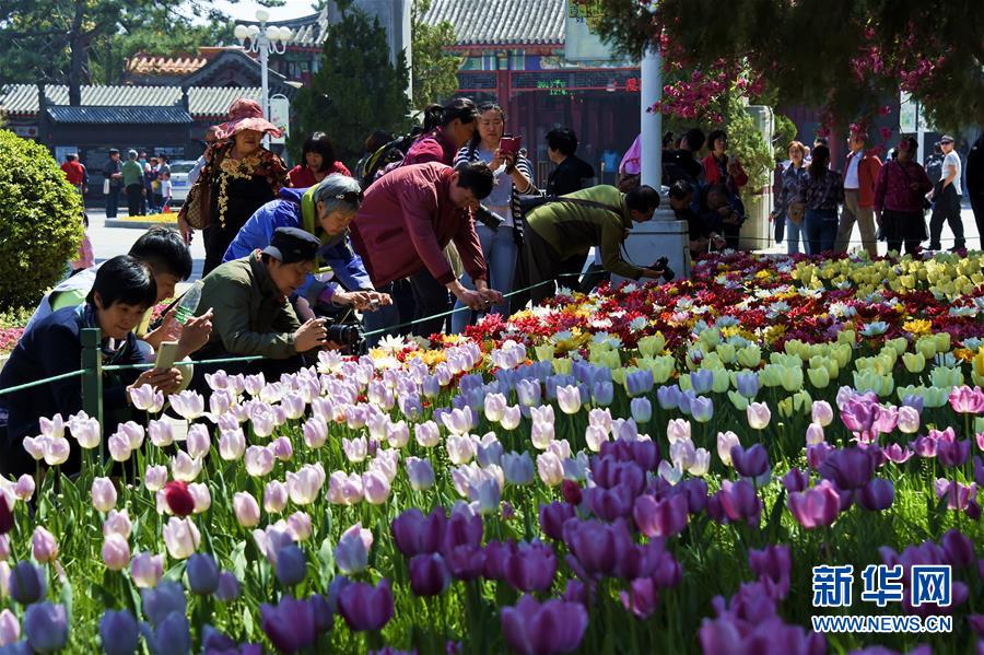 京城四月天 百花齊爭艷