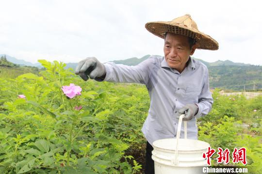 臺胞夫婦與南靖雲水謠的“玫瑰之約”