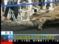 冰凍猛犸象抵日 將首次公開展出