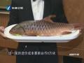 一條魚六萬新台幣 馬來西亞“河魚之皇”搶攻臺灣