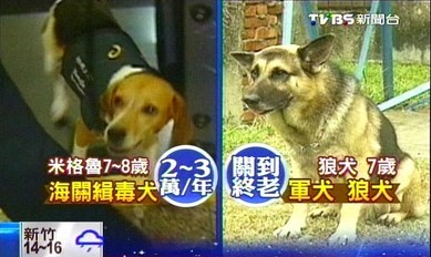 臺退役軍犬獲民眾認養軍方稱如嫁女兒