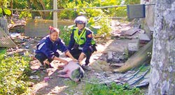 粉紅色迷你豬“逛”大街警察助其返家（圖）