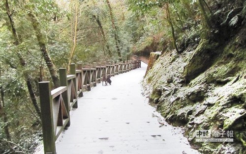 臺灣桃園縣拉拉山飄下瑞雪近10年來首見（圖）