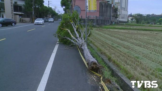 道旁樹突倒塌壓死深夜回家男子(圖)