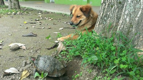 流浪狗變校犬陪伴學童 和校龜成好友(圖)