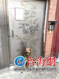 感動全臺忠犬：主人，你沒事就好(圖)