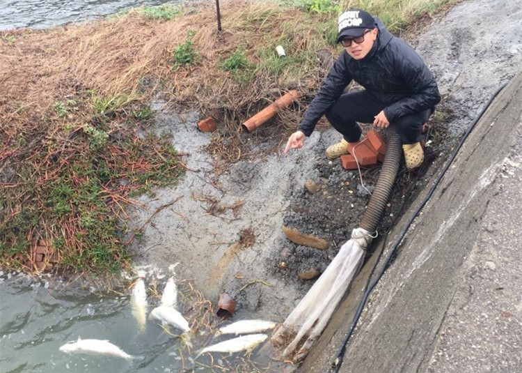 氣溫驟降 臺灣雲林虱目魚慘遭凍死（圖）