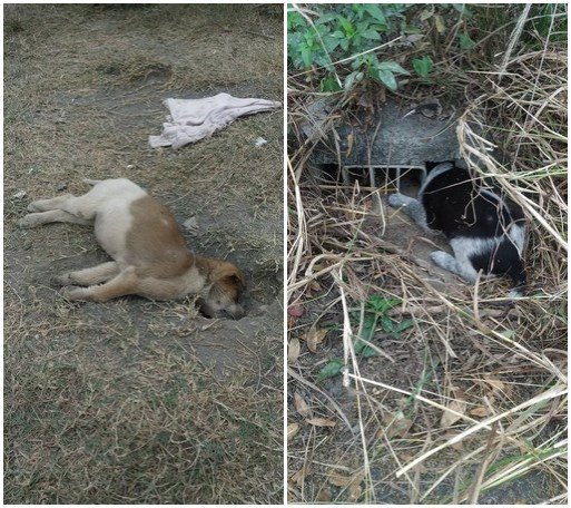 高雄現變態虐狗狂，幼犬被埋入土中活活悶死