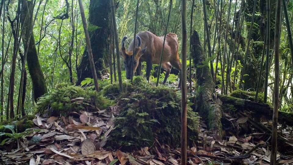 罕見又和諧！雲南龍陵首次拍到兩種保護動物“同框”生活畫面