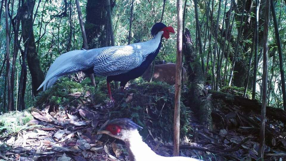 罕見又和諧！雲南龍陵首次拍到兩種保護動物“同框”生活畫面