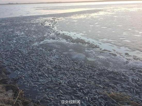 呼倫貝爾環保局公佈魚死亡調查結果:因越冬死亡