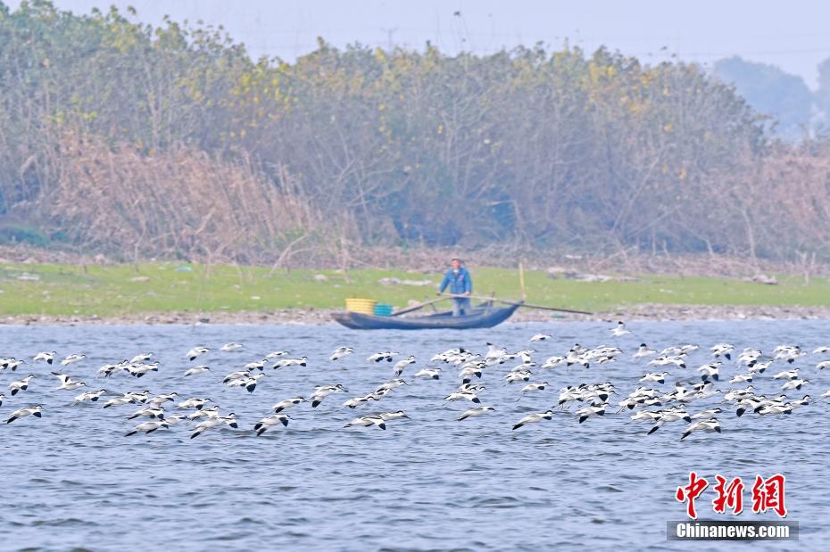 萬隻反嘴鷸“組團”亮相東洞庭湖 場面壯觀[組圖]