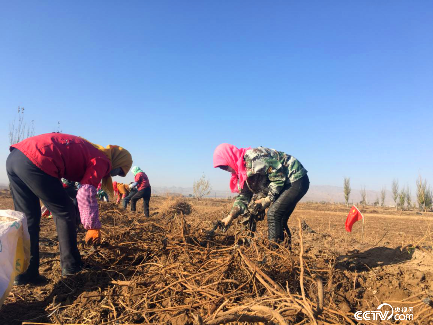 當地農戶正在撿拾剛剛挖出來的甘草