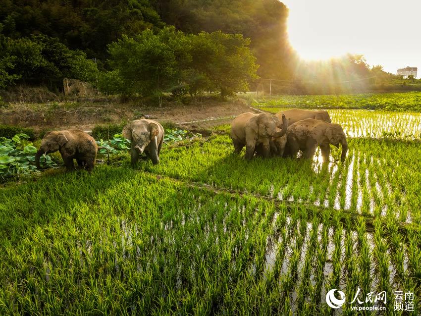 夕陽西下，象群穿過莊稼地。李星宇攝