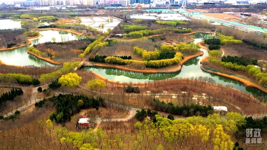 △當天的植樹點位於大興新城城市休閒公園。（總臺央視記者劉岳、陸博第拍攝）