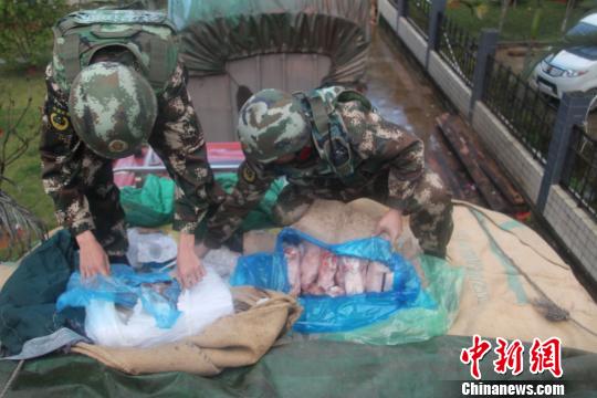 雲南邊防春節前重拳打擊走私繳獲走私凍品126噸