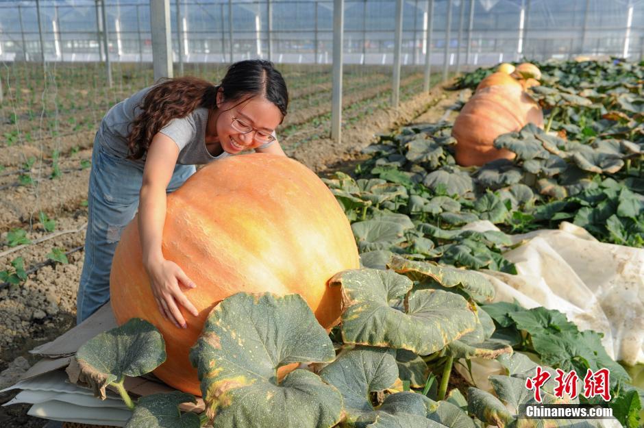 貴州開陽現300多斤巨型南瓜 果農致富