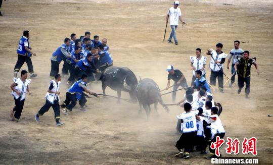 海內外120頭“牛王”雲集貴州凱里爭150萬元獎金