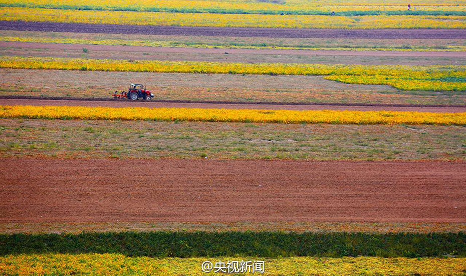 山西黃河灘塗地豐收 “七彩畫廊”綿延百里