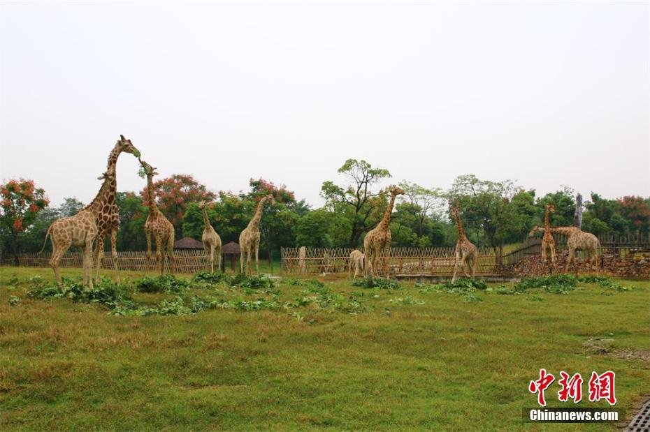 常州展出投喂致死長頸鹿 呼籲保護動物