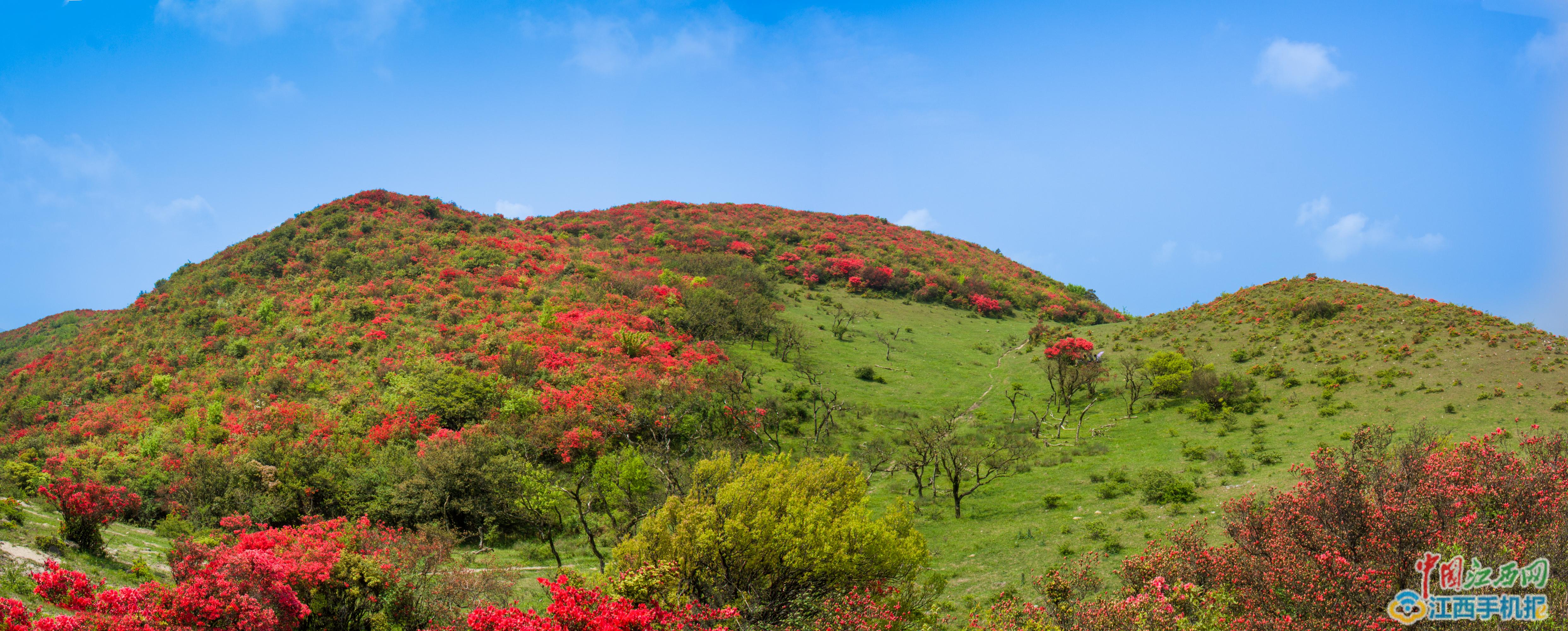 石城八卦腦漫山杜鵑花惹人醉