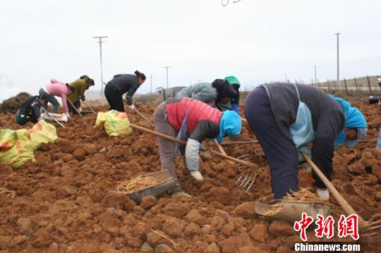 迤那鎮五星村利民生態中藥材種植專業合作社的黨參種植基地。圖為村民正在采收。