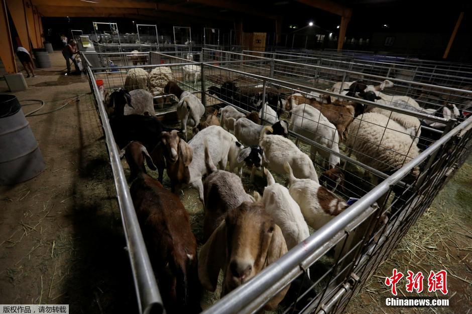 美國加州山火肆虐 獲救動物住進臨時避難所