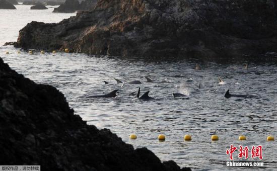 資料圖：當地時間2014年1月21日，日本太地“海豚灣”，日本漁民圍捕入網的海豚。 據報道，在一年一度的海豚圍捕活動中，已有數百海豚被獵殺。