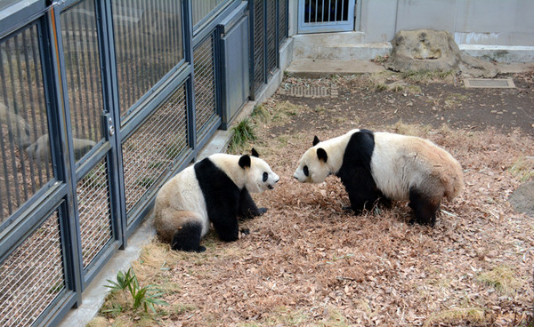 大熊貓“真真”在東京上野動物園産下寶寶