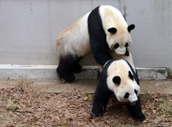 大熊貓“真真”在東京上野動物園産下寶寶